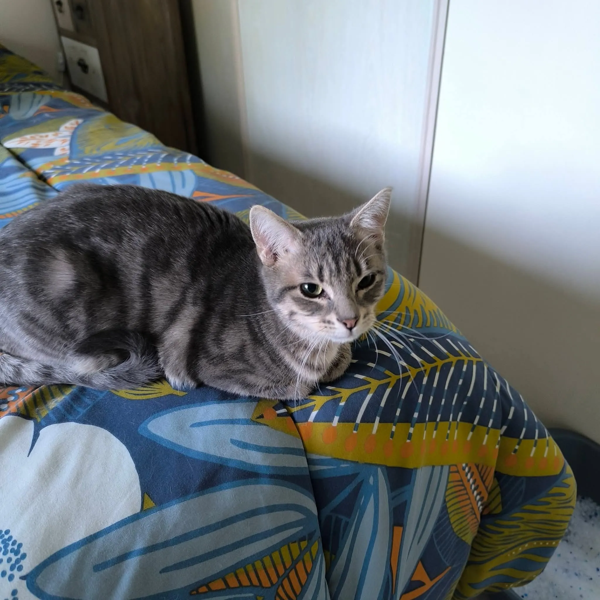 Chat accueilli à la pension, photo 6