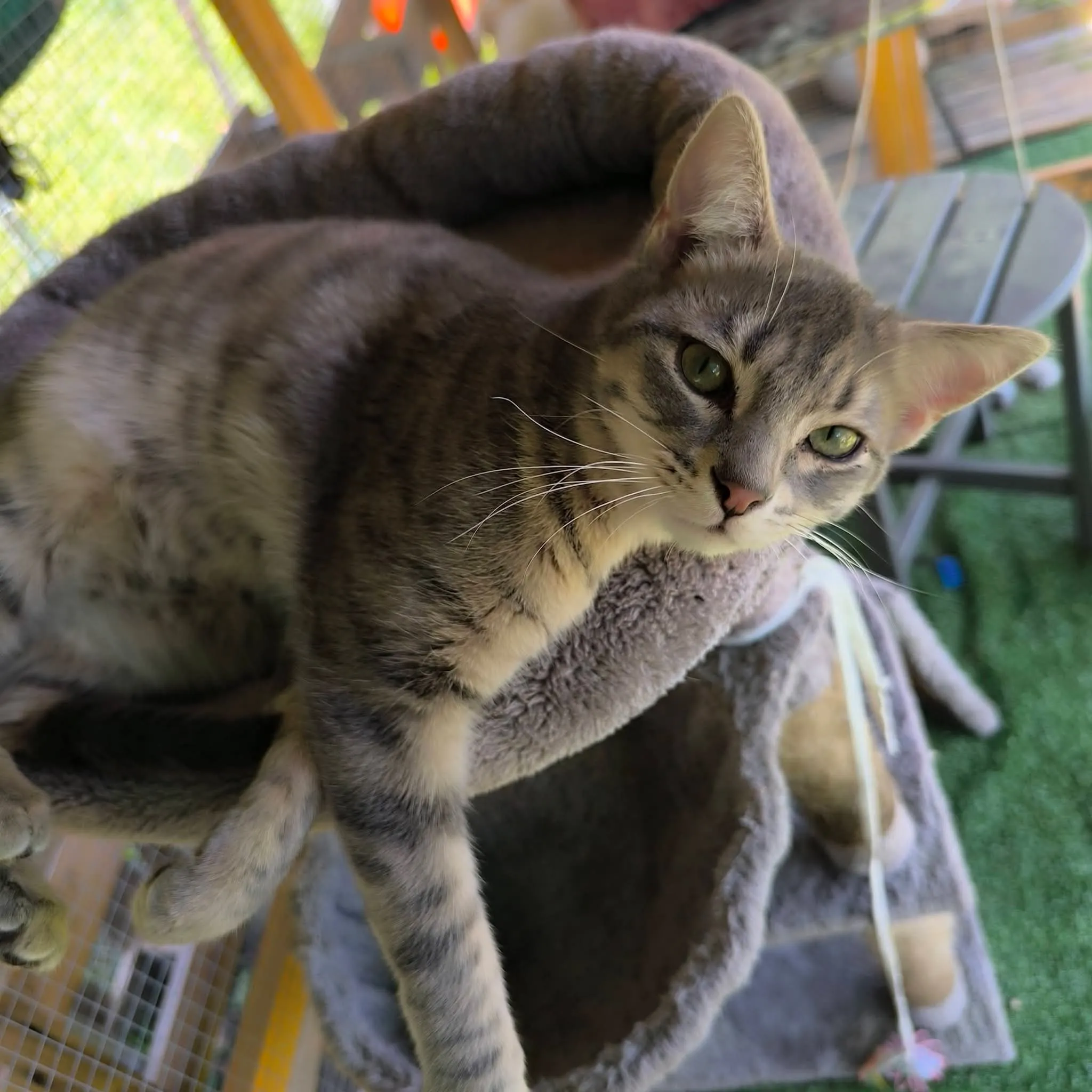 Chat accueilli à la pension, photo 8