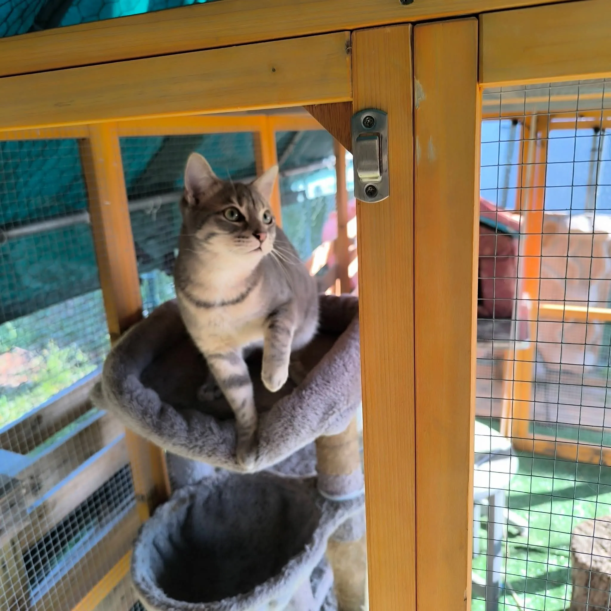 Chat accueilli à la pension, photo 12