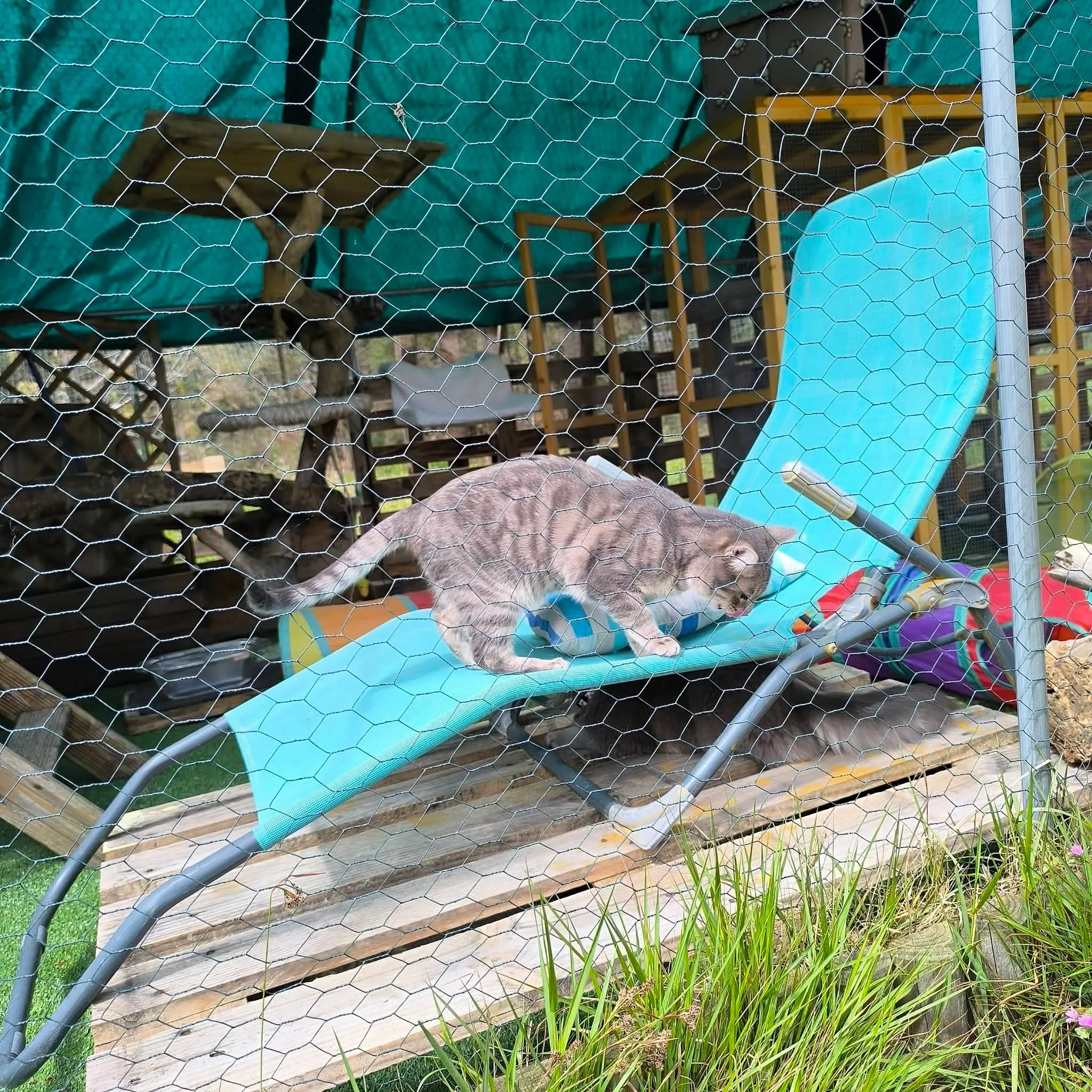 Chat accueilli à la pension, photo 16