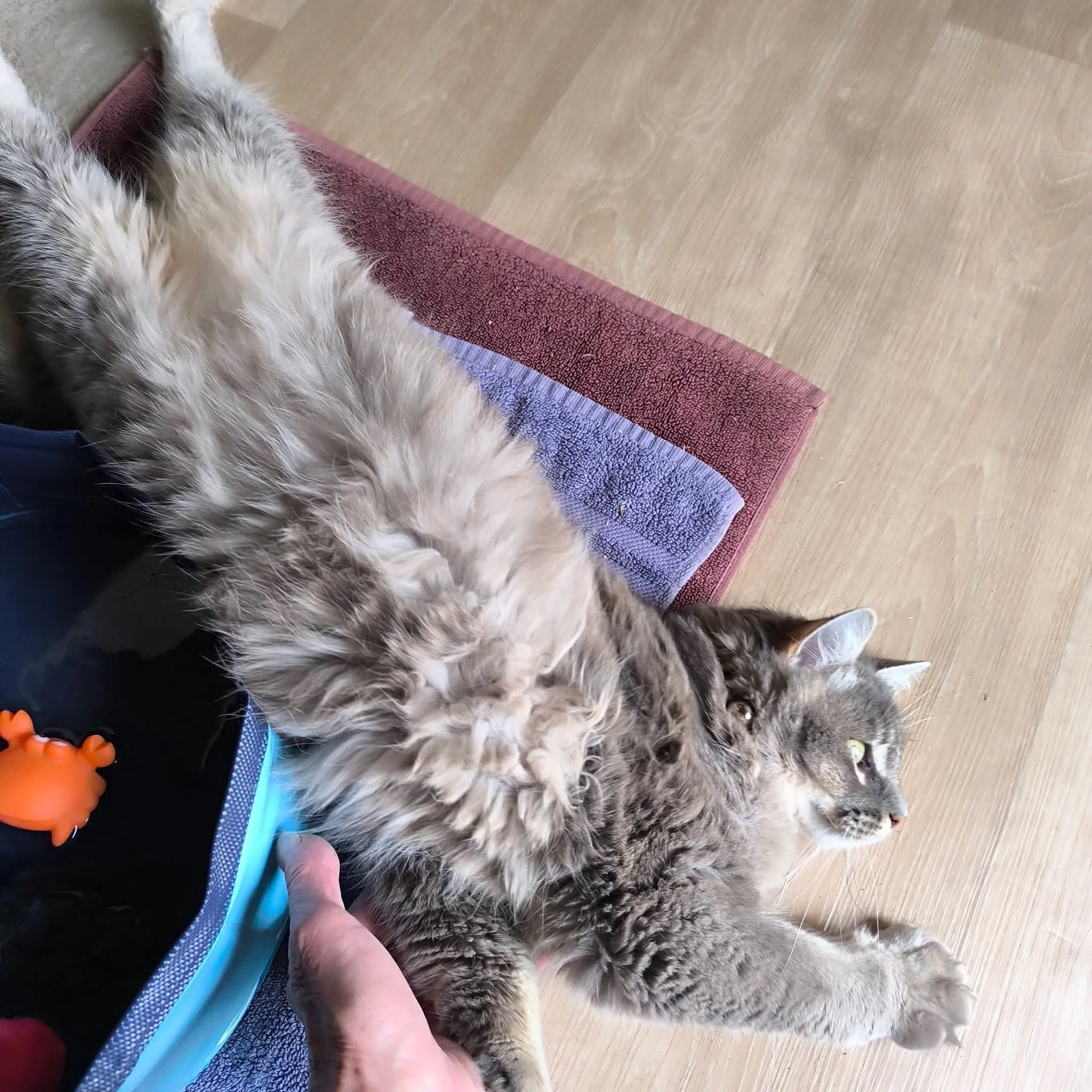 Chat accueilli à la pension, photo 17