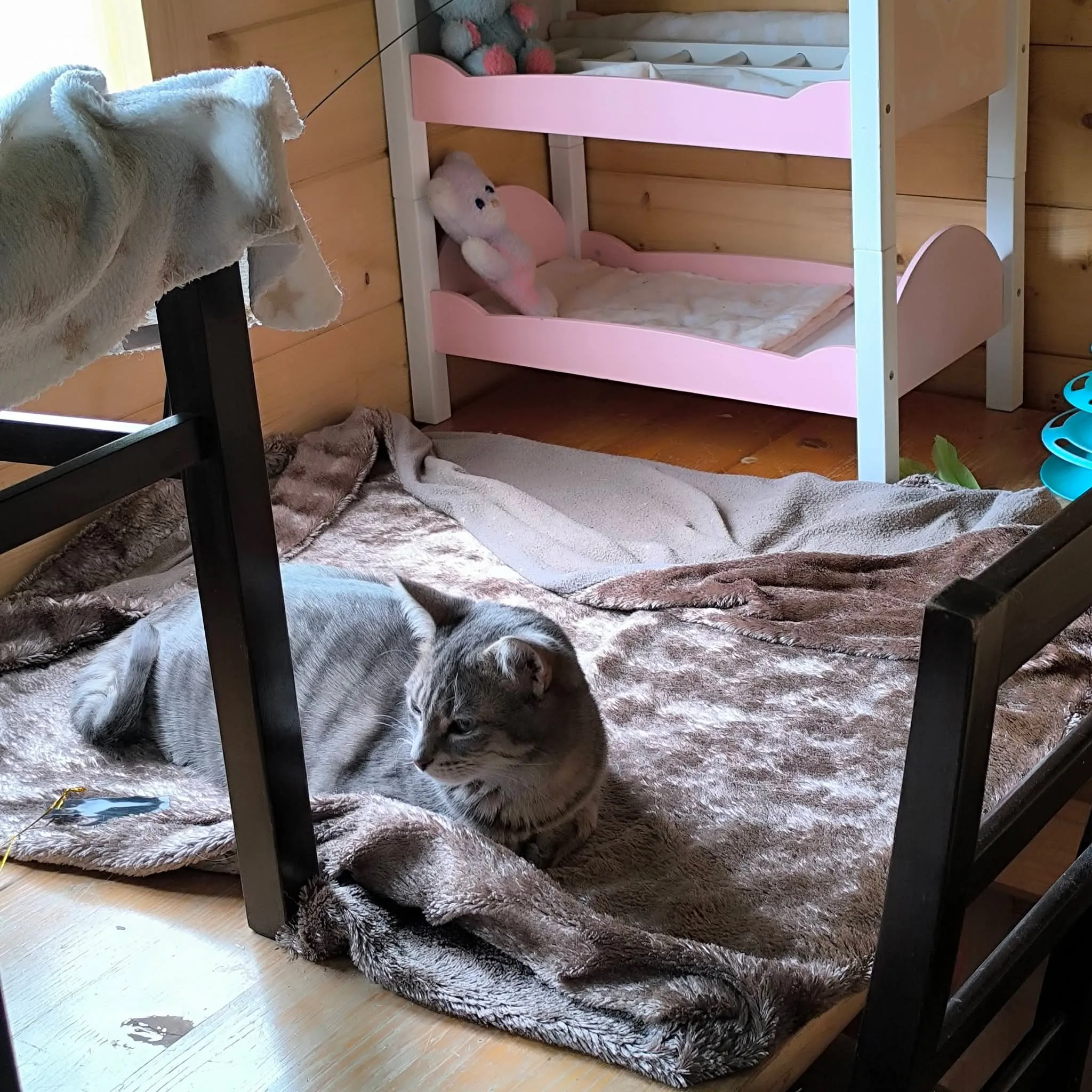 Chat accueilli à la pension, photo 18